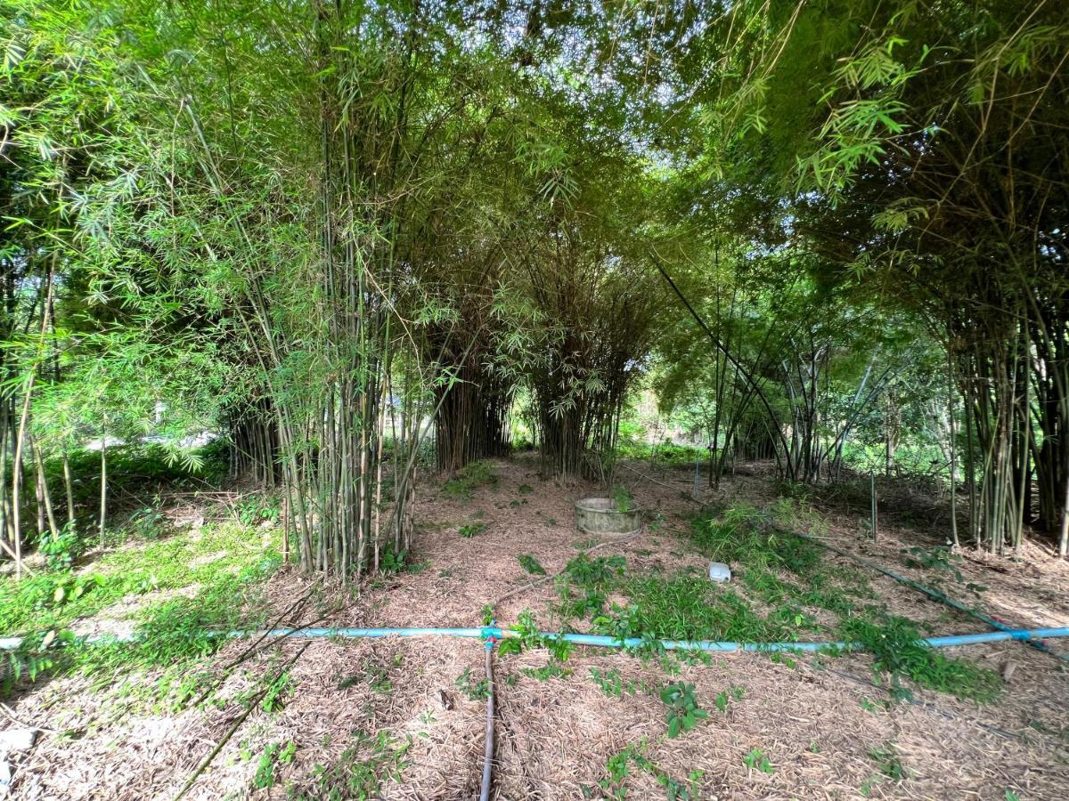 Phow Homestay Ban Mai  Exterior photo